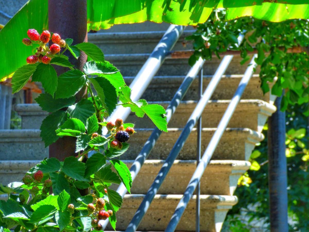 Veli Guest House • Საოჯახო Სასტუმრო Ველი Zemo Alvani Exterior photo